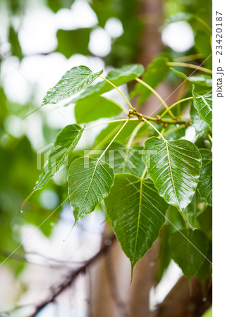 Leaves bodhi tree on a rainy day. 23420187