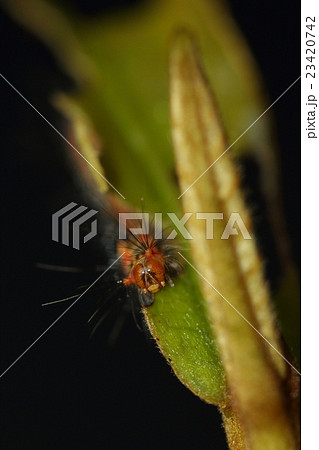 生き物 昆虫 タイワンキドクガ 沖縄ではポピュラーな毒毛虫 公園のコバテイシにいましたの写真素材