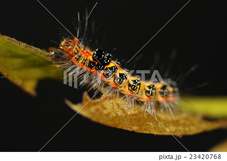 生き物 昆虫 タイワンキドクガ 蛍光色の派手な色使いとデコボコの体が特徴の幼虫 触ってはいけませんの写真素材