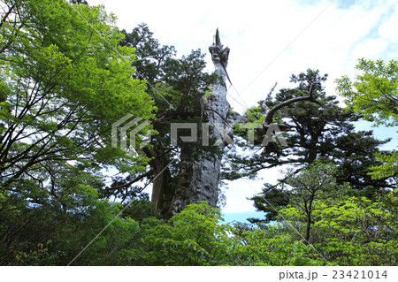 屋久島　紀元杉 23421014