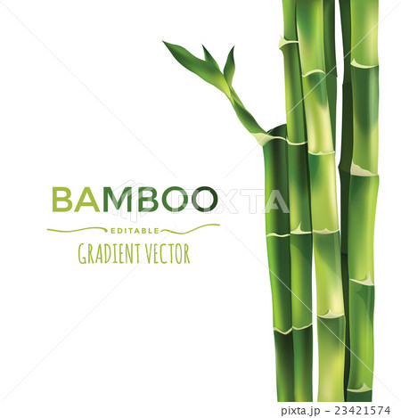 Bamboo Vector Illustration - Stock Illustration [23421574] - PIXTA