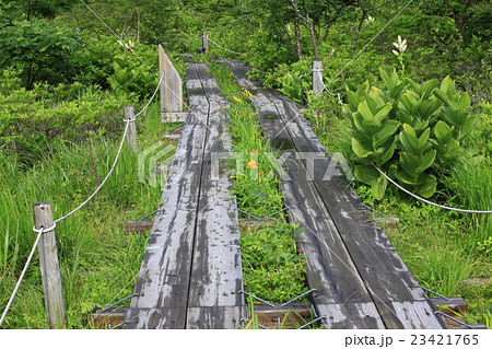 夏の沼原湿原 23421765