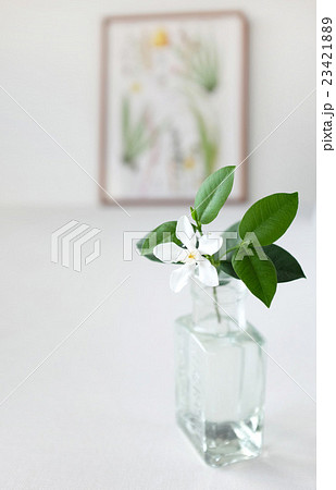 セイロンライティア セイロンライティア 23421889