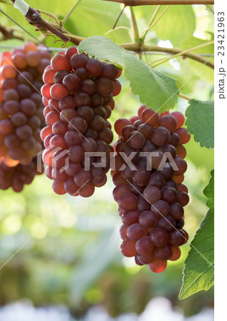 収穫期のデラウエア 23421963