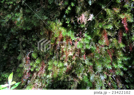 屋久島　苔　白谷雲水峡 23422102