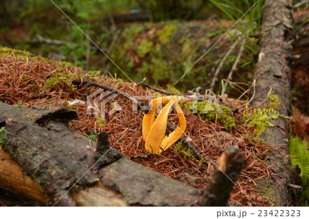 サンコタケ_20160619 サンコタケ_20160619 23422323