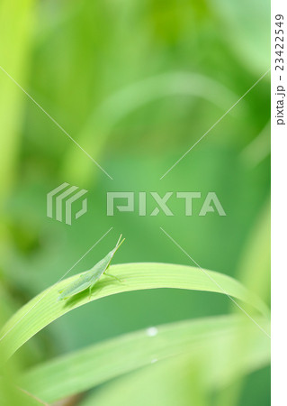 草の上のオンブバッタ 23422549