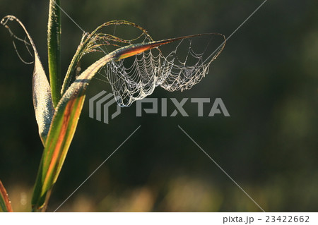 陽光と蜘蛛の巣 陽光と蜘蛛の巣 23422662