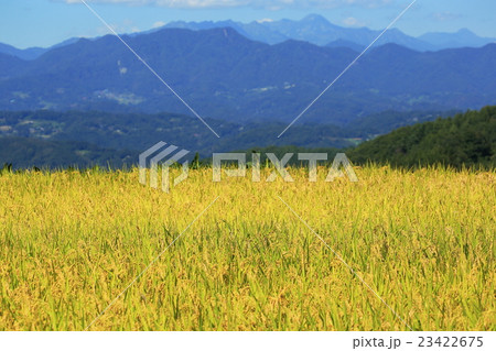 実りの秋の印象　稲　背景山並み 23422675