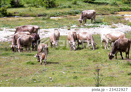 bovines grazing bovines grazing 23422927