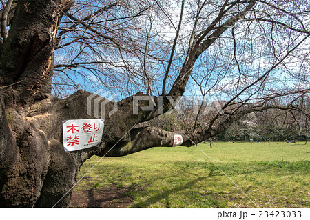 木登り禁止の貼り紙 23423033