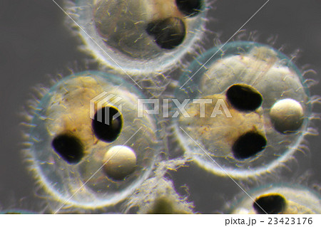 メダカの卵 孵化直前の写真素材 23423176 Pixta