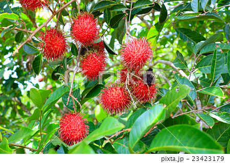 ランブータン（ランビュータン）の果実 23423179