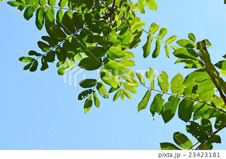 オニグルミの大きな葉と青空 オニグルミの大きな葉と青空 23423181