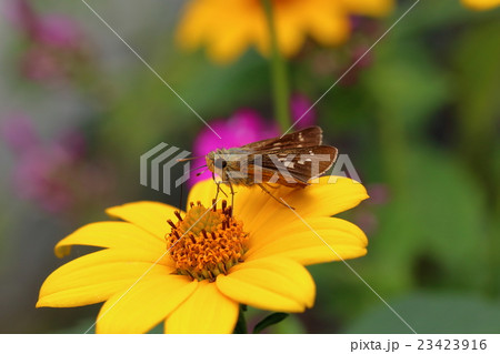 菊芋擬にセセリチョウ 23423916