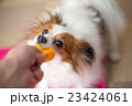 引っ張りっこ！ 23424061