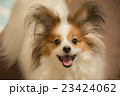 ニコニコ 23424062