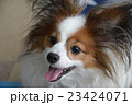 笑顔 23424071