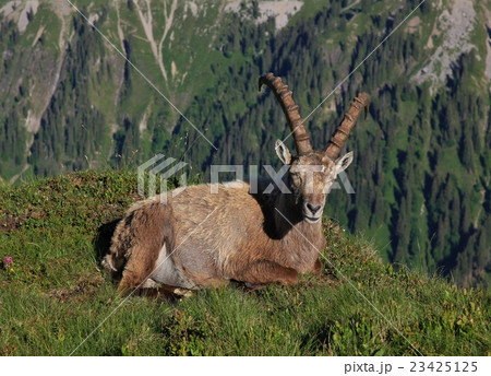 Male alpine ibex resting on a mountain ridge Male alpine ibex resting on a mountain ridge 23425125