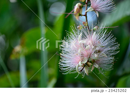 ピンクのサガリバナ 23425202