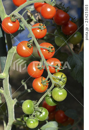 ミニトマト 23425303
