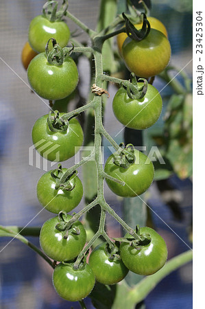 成長中のミニトマト 23425304