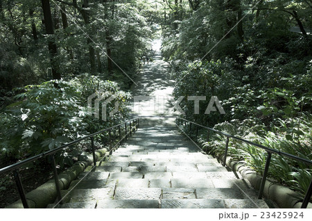 新緑の参道 23425924