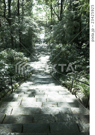 新緑の参道 23425925