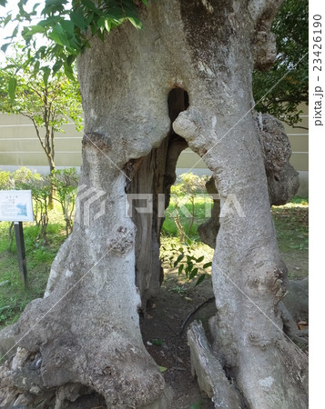Muku tree old tree - Stock Photo [23426190] - PIXTA
