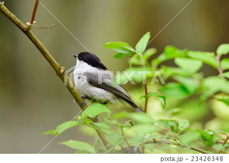 コガラ コガラ 23426348