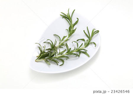 ローズマリー 食材 ハーブ 香辛料 イタリアン 植物 イタリア料理 野菜 の写真素材