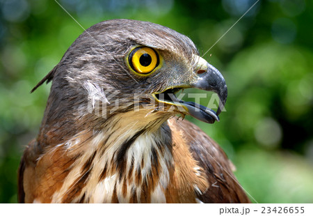 Small Changeable Hawk Eagle Crested Hawk Eagle Small Changeable Hawk Eagle Crested Hawk Eagle 23426655