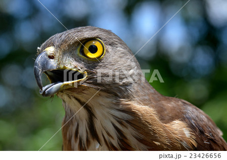 Small Changeable Hawk Eagle Crested Hawk Eagle Small Changeable Hawk Eagle Crested Hawk Eagle 23426656