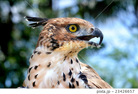 Head focus of the Changeable Hawk Eagle Head focus of the Changeable Hawk Eagle 23426657