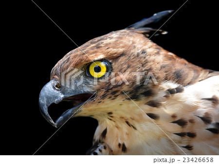Head focus of the Changeable Hawk Eagle Head focus of the Changeable Hawk Eagle 23426658