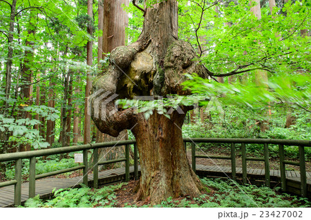 コブ杉 秋田県 コブ杉 秋田県 23427002