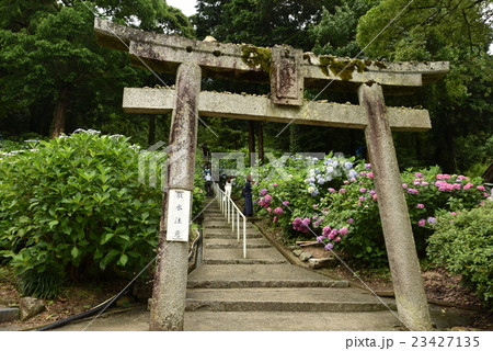 【備中国一宮】吉備津神社のアジサイ園と鳥居　岡山県岡山市北区 23427135