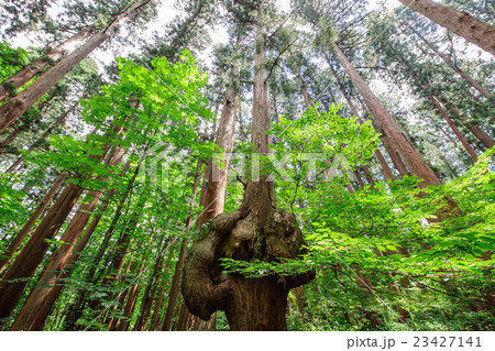 森の巨人 秋田県 森の巨人 秋田県 23427141