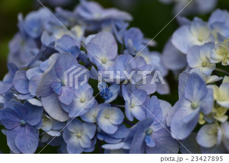 小鳥の森に咲く青い紫陽花の花　岡山県岡山市東区 23427895