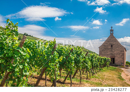 Vineyard in Riquewihr Alsace France Vineyard in Riquewihr Alsace France 23428277