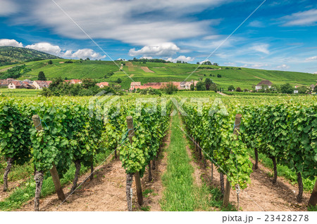 Riquewihr vineyards in Alsace France 23428278