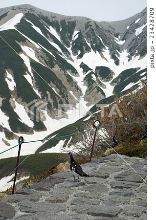 立山　ニホンライチョウ　オス 23428709