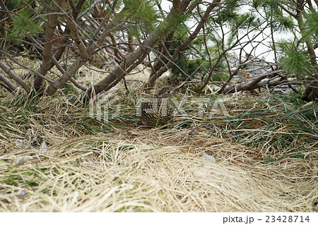 立山　ニホンライチョウ　メス 23428714