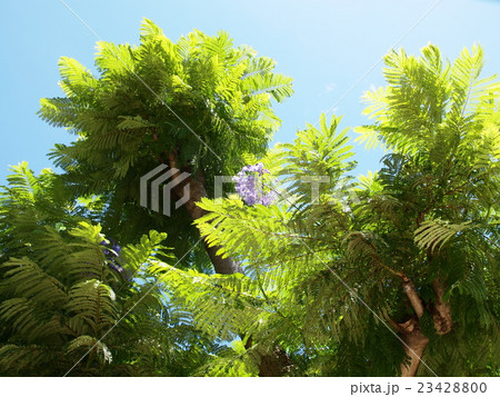 夏の青空とジャカランダの樹木 23428800