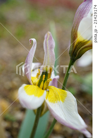 原種チューリップ　タルダ 23429174