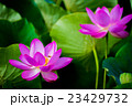 蓮の花 23429732