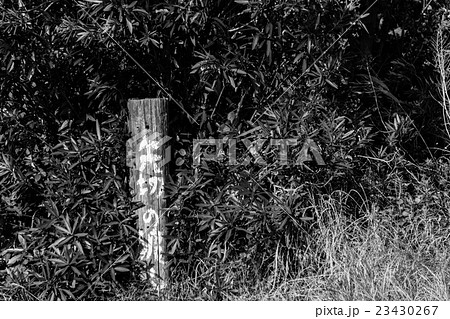 矢切の渡し 矢切の渡し 23430267