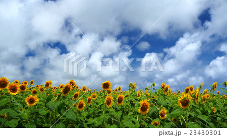 ひまわり畑 23430301