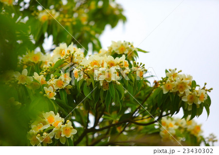 いじゅの花の写真素材