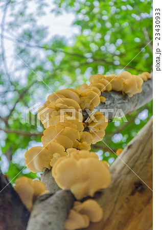 Mushroom on A Living Tree Mushroom on A Living Tree 23430933